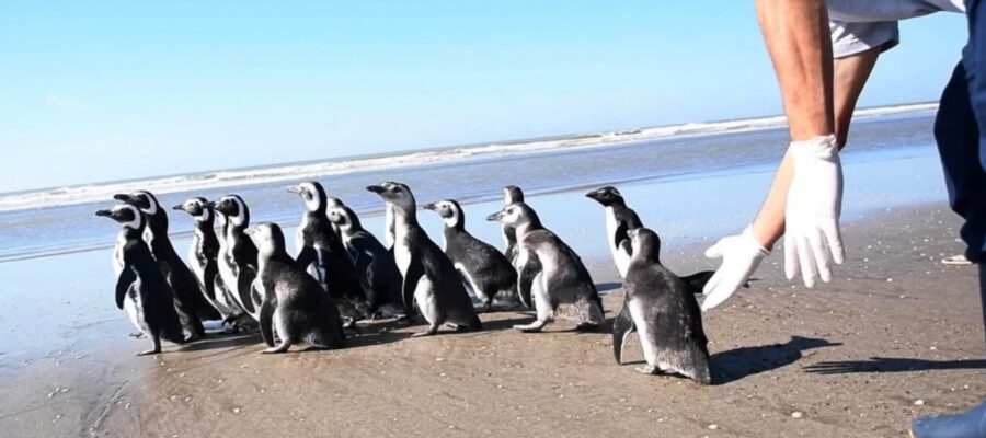 Tras ser rehabilitados, 18 pingüinos hallados en estado de desnutrición regresaron al mar
