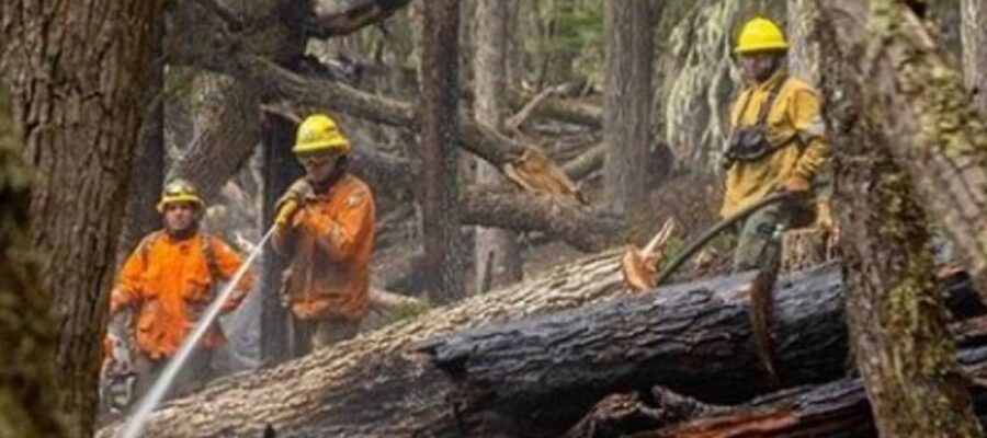 Cerca de 8.000 hectáreas fueron arrasadas por las llamas en Tierra del Fuego