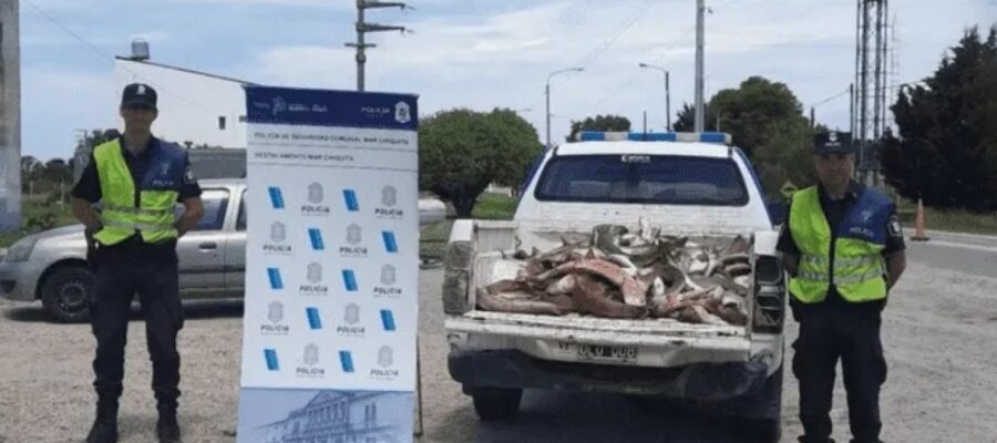 Dos personas fueron detenidas cuando transportaban 300 kilos de tiburón cazón en la Costa bonaerense