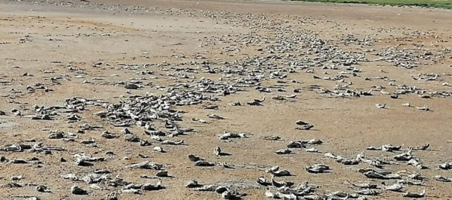 Por la crisis hídrica, "desapareció" una laguna en Mendoza