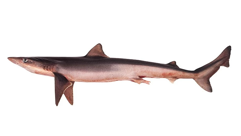 tiburon-cazon_big.jpg