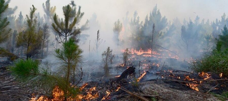 Incendios forestales: hay focos activos en siete provincias y el clima no ayuda