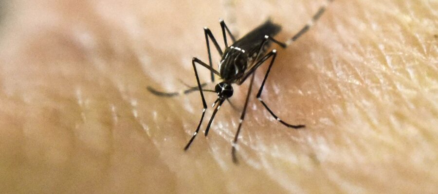 Ya hay más de 56 mil casos de dengue en todo el país