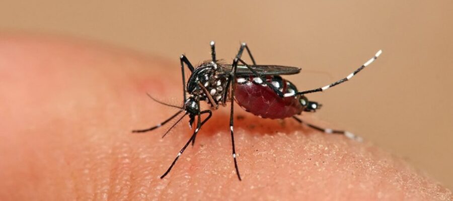Cuáles son las principales recomendaciones para prevenir el dengue
