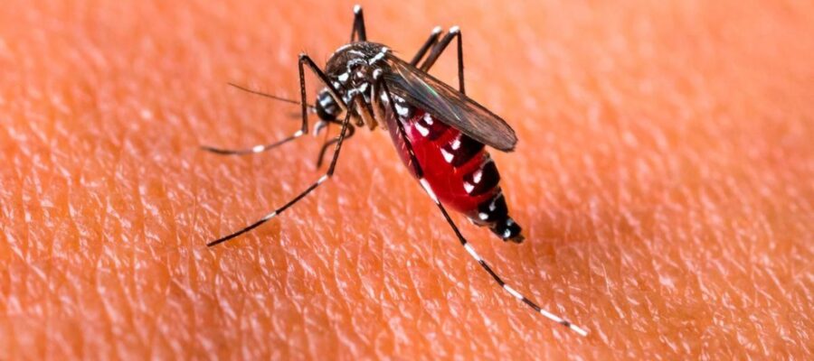 Ya son 42 los muertos por dengue en el país y los expertos creen que el brote seguirá hasta mayo
