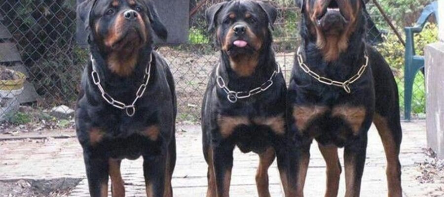 Un chico de 11 años se encuentra en grave estado tras ser atacado por tres rottweilers en Bahía Blanca