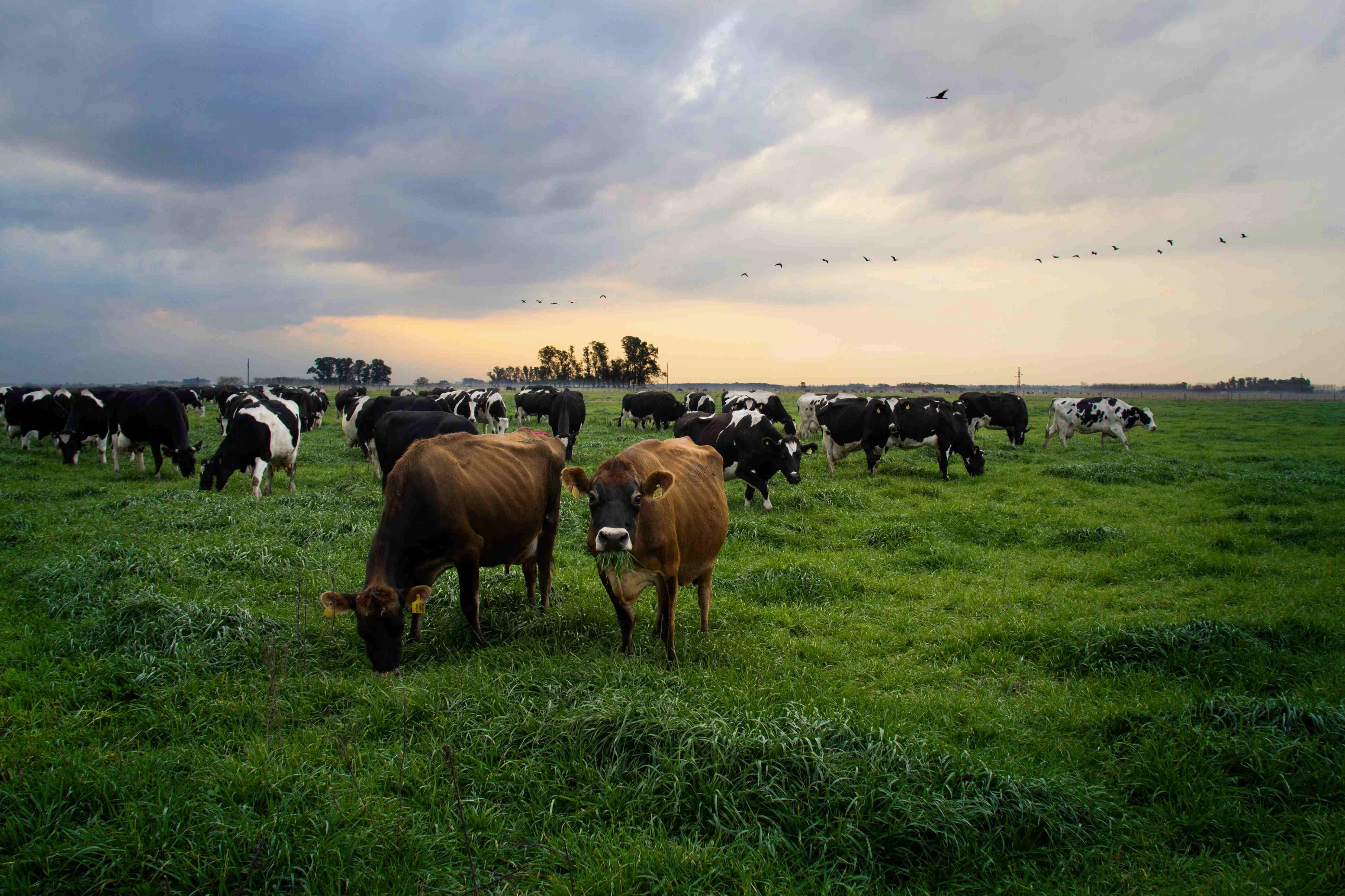 Vacas_Suipacha.jpg