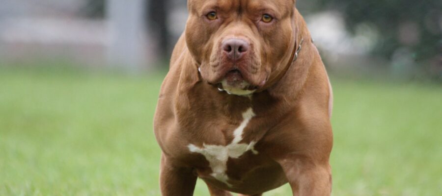 Una nena de dos años fue atacada por su pitbull en Córdoba