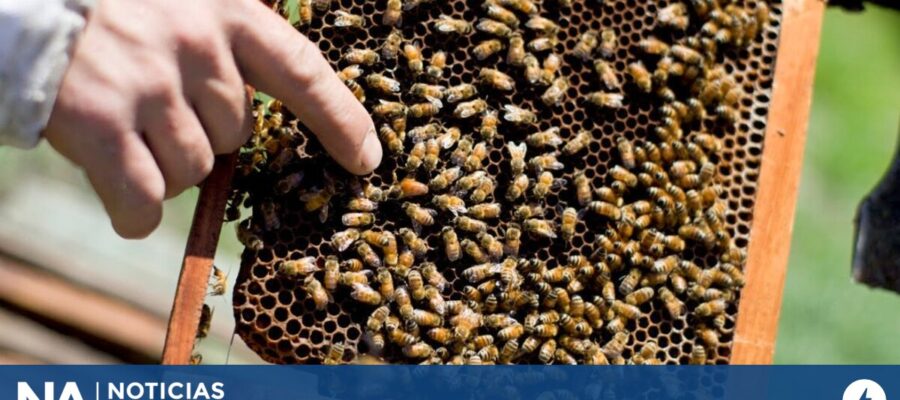 Un hombre murió tras ser picado por un enjambre de abejas