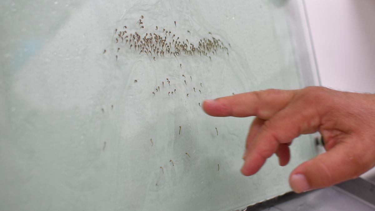 Se registraron 975 nuevos casos de dengue en la provincia Foto Eliana Obregn