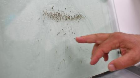 Catamarca registró 975 nuevos casos de dengue, el número más alto en lo que va del año