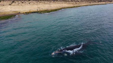 ¿Cómo cantan las ballenas?: descubrieron un sistema único existente en sus laringes