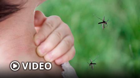 Evalúan cultivar peces y camarones para combatir a los mosquitos