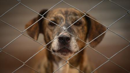 Un refugio para "perros viejos" que busca crear conciencia sobre la adopción responsable