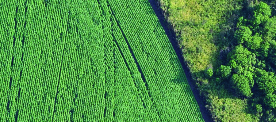 El boom de la producción agraria revolucionó la demografía de Brasil: ¿Argentina puede aprender la lección?